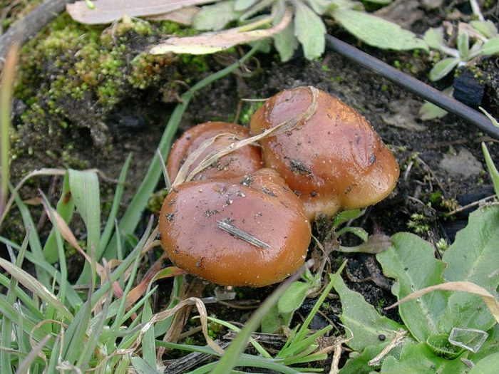 603 Marzo vecchio ritrovamento